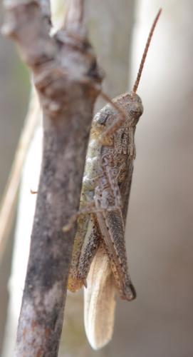 Réf. 322 372 : Chorthippus brunneus brunneus